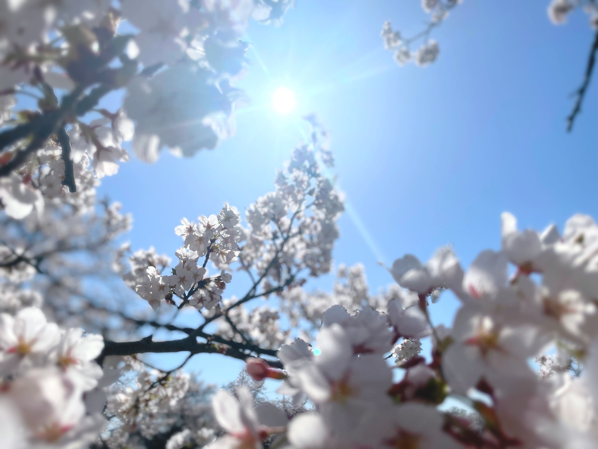 令和6年度の営業を開始