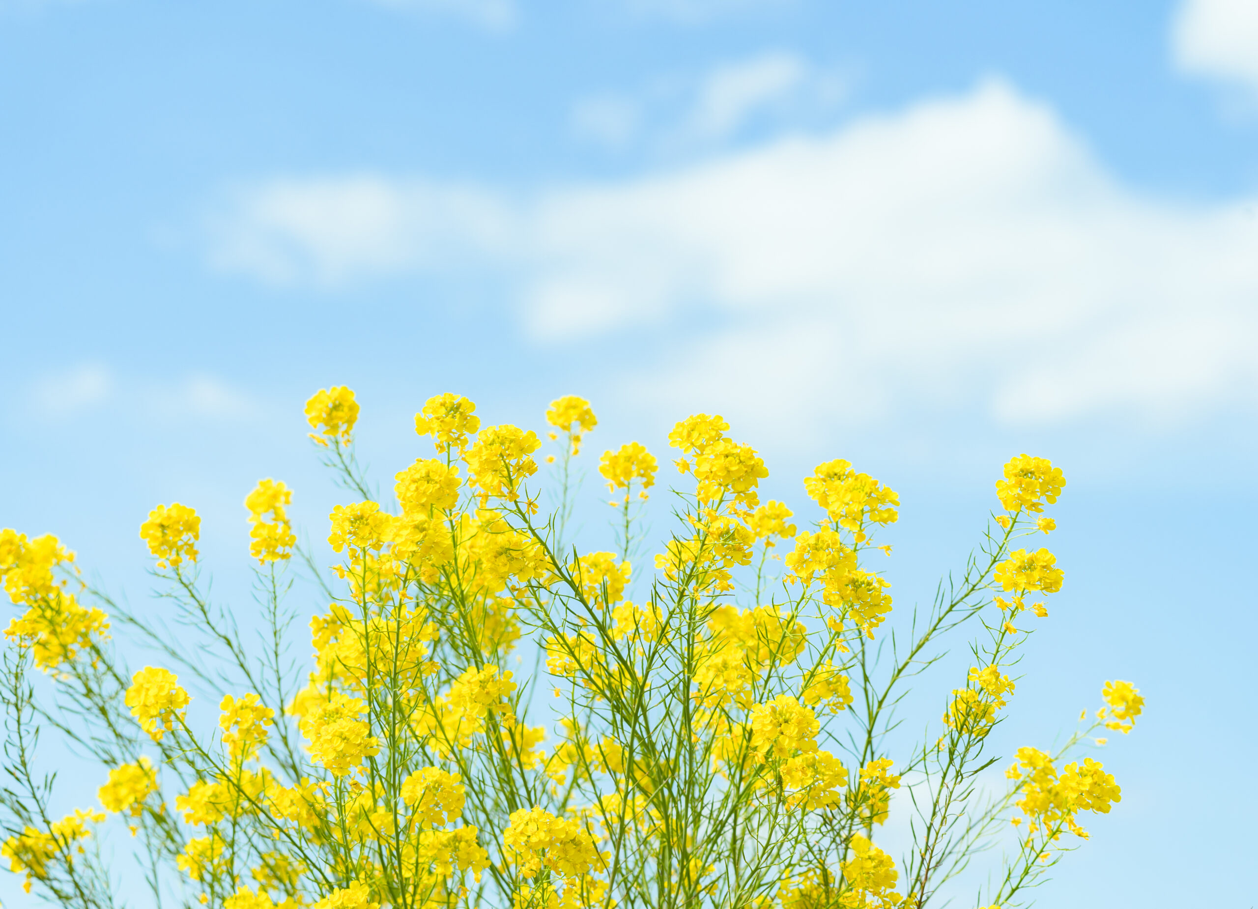 ゴールデンウィーク休業のお知らせ