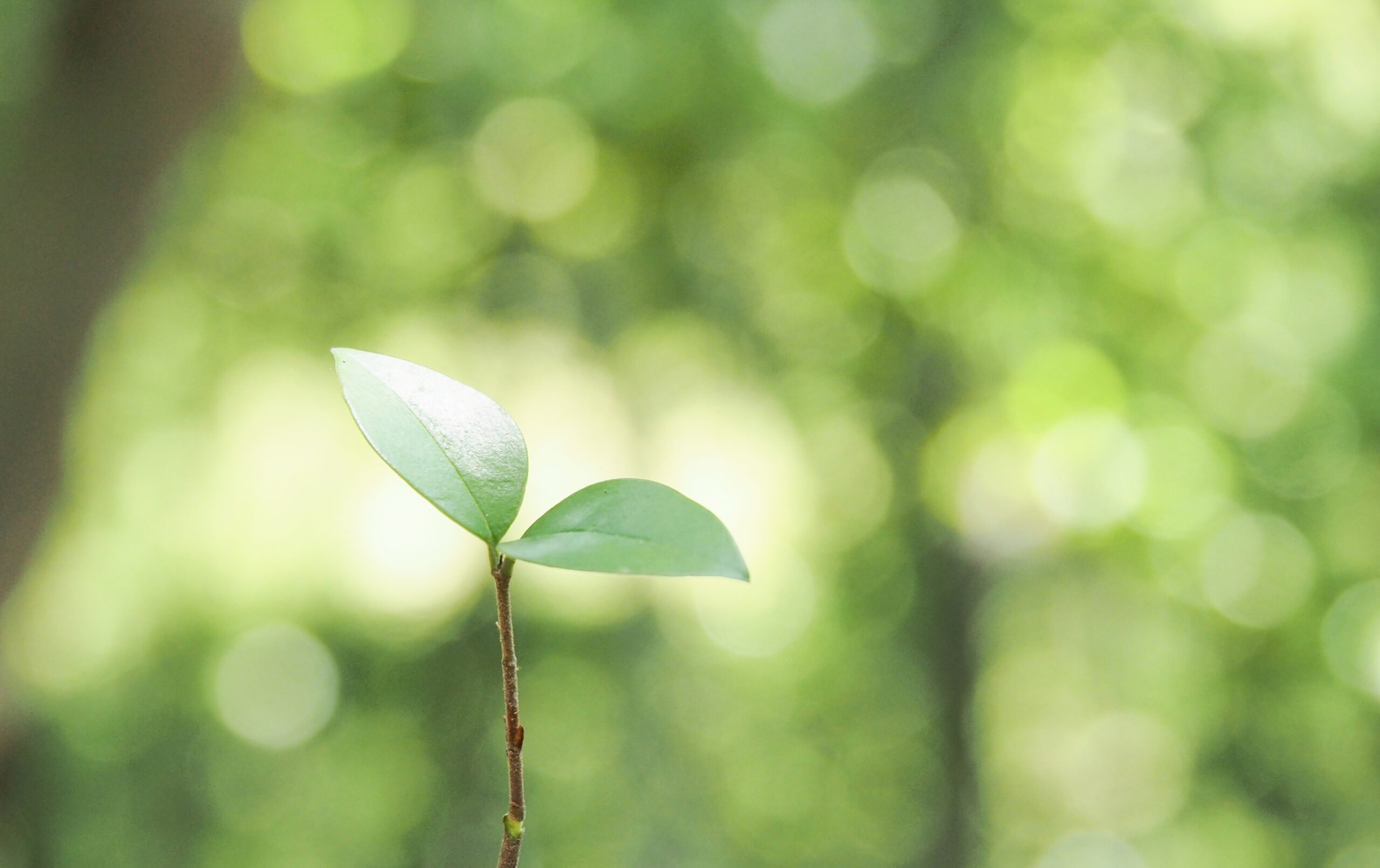 新入社員と共に歩む日々